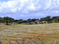 2016052363 Roman Ruins and Evora  (May 12)