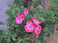 2016052132 Belmonte and Castelo de Vide (May 11)