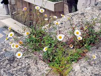 2016050505 Sintra, Portugal (May 6)