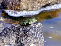 2016053782 Roman Settlement of Vigo, Spain (May 17)