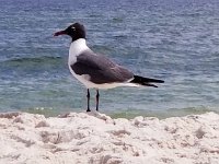 2018072148 Beach at Gulf Shores AL-Jul 08