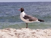 2018072149 Beach at Gulf Shores AL-Jul 08