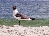 2018072150 Beach at Gulf Shores AL-Jul 08