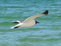 2018072940 Beach at Gulf Shores AL-Jul 13