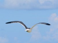 2018072941 Beach at Gulf Shores AL-Jul 13