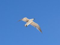 2018072947 Beach at Gulf Shores AL-Jul 13