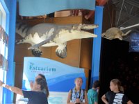 2018072548 Estuarium-Dauphin Island AL-Jiul 10