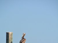 2018072351 Mobile Bay Ferry AL-Jul 10