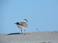 2018072392 Mobile Bay Ferry AL-Jul 10