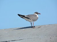 2018072393 Mobile Bay Ferry AL-Jul 10