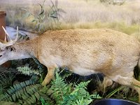 2018072277 Gulf State Park Nature Center-Gulf Shores AL-Jul 09