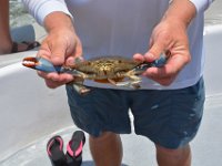 2018072827 Condo at 131 The Fun Boat-Orange Beach AL-Jul 11