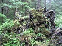 2010078698 Northwest Canada & Alaska Vacation - Jul 23 - Aug 13 : Alaska, Juneau, Tongass Rain Forrest : Betty Hagberg,Roger DePuydt