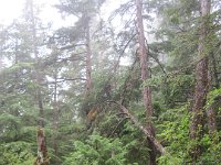 2010078699 Northwest Canada & Alaska Vacation - Jul 23 - Aug 13 : Alaska, Juneau, Tongass Rain Forrest