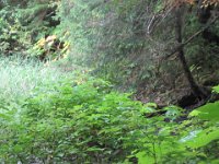 2010078727 Northwest Canada & Alaska Vacation - Jul 23 - Aug 13 : Alaska, Juneau, Tongass Rain Forrest