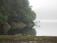 2010078728 Northwest Canada & Alaska Vacation - Jul 23 - Aug 13 : Alaska, Juneau, Tongass Rain Forrest