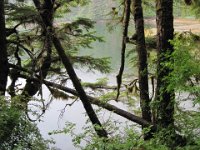 2010078735 Northwest Canada & Alaska Vacation - Jul 23 - Aug 13 : Alaska, Juneau, Tongass Rain Forrest