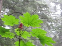 2010078739 Northwest Canada & Alaska Vacation - Jul 23 - Aug 13 : Alaska, Juneau, Tongass Rain Forrest