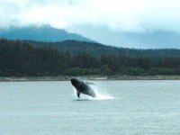 Whale Watching, Juneau, Alaska (August 8, 2010)