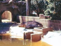 1971 05 08 Zoo  San Diego CA