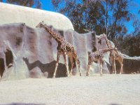 1971 05 13  Zoo  San Diego CA
