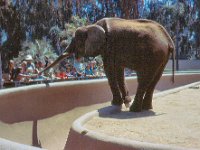 1971 05 15  Zoo  San Diego CA