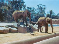 1971 05 16  Zoo  San Diego CA