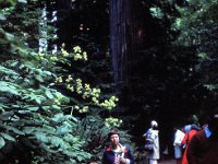 1975081149 Muir Woods National Mounment, California (August 1975)