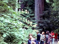 1975081150 Muir Woods National Mounment, California (August 1975)