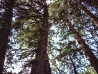 1975081151 Muir Woods National Mounment, California (August 1975)