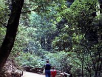 1975081152 Muir Woods National Mounment, California (August 1975)