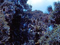 1973 07 311 Cypress Gardens FL : Cypress Gardens, FL