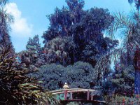 1973 07 313 Cypress Gardens FL : Cypress Gardens, FL