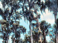 1973 07 316 Cypress Gardens FL : Cypress Gardens, FL