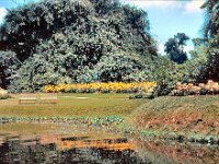 1973 07 317 Cypress Gardens FL : Cypress Gardens, FL