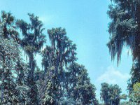 1973 07 318 Cypress Gardens FL : Cypress Gardens, FL