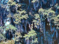 1973 07 325 Cypress Gardens FL : Cypress Gardens, FL