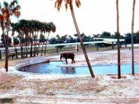 1973 07 404 Tampa - St Pete FL : Tampa - St. Pete, FL : Darla Hagberg,Betty Hagberg