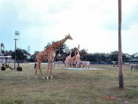 1973 07 408 Tampa - St Pete FL : Tampa - St. Pete, FL