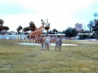 1973 07 409 Tampa - St Pete FL : Tampa - St. Pete, FL