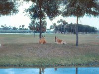 1973 07 411 Tampa - St Pete FL : Tampa - St. Pete, FL