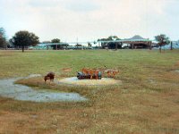 1973 07 414 Tampa - St Pete FL : Tampa - St. Pete, FL