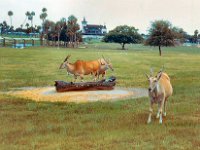 1973 07 415 Tampa - St Pete FL : Tampa - St. Pete, FL