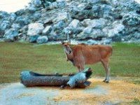 1973 07 416 Tampa - St Pete FL : Tampa - St. Pete, FL