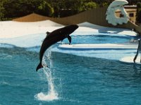 1987070150 Darrel-Betty-Darla Hagberg - Katia DePuydt  - Mattias Moell  - Sea World Orlando FL : Florida