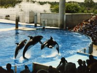 1987070154 Darrel-Betty-Darla Hagberg - Katia DePuydt  - Mattias Moell  - Sea World Orlando FL : Florida : Mattias Moell,Katia DePuydt,Darla Hagberg,Betty Hagberg