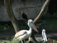 2008078337  Betty-Darrel Hagberg Darla-Angela-Isabella-Alexander Jones Disneys Animal Kingdom