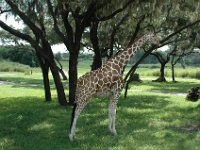 2008078354  Betty-Darrel Hagberg Darla-Angela-Isabella-Alexander Jones Disneys Animal Kingdom