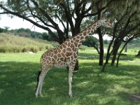 2008078355  Betty-Darrel Hagberg Darla-Angela-Isabella-Alexander Jones Disneys Animal Kingdom