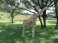 2008078356  Betty-Darrel Hagberg Darla-Angela-Isabella-Alexander Jones Disneys Animal Kingdom